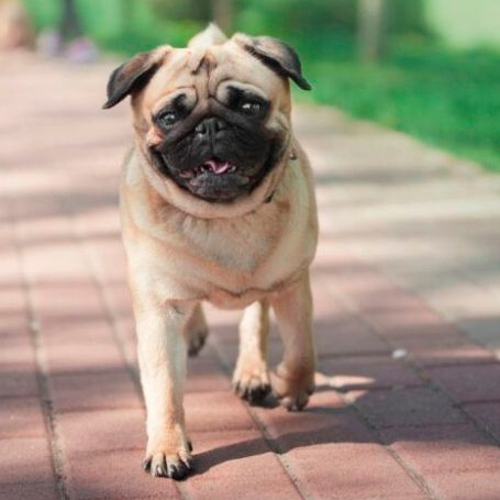 Beneficios de la consulta felina