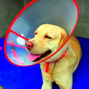 Collar Isabelino de recuperación para perros y gatos