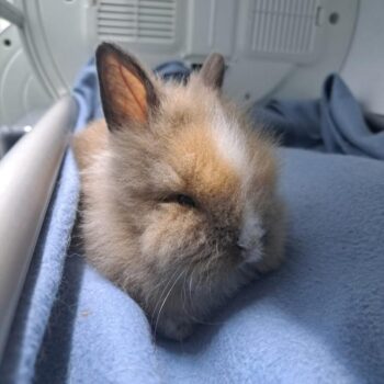 Paca BAQUERIZO PEREZ