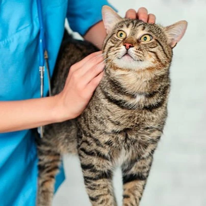 Odontología especializada