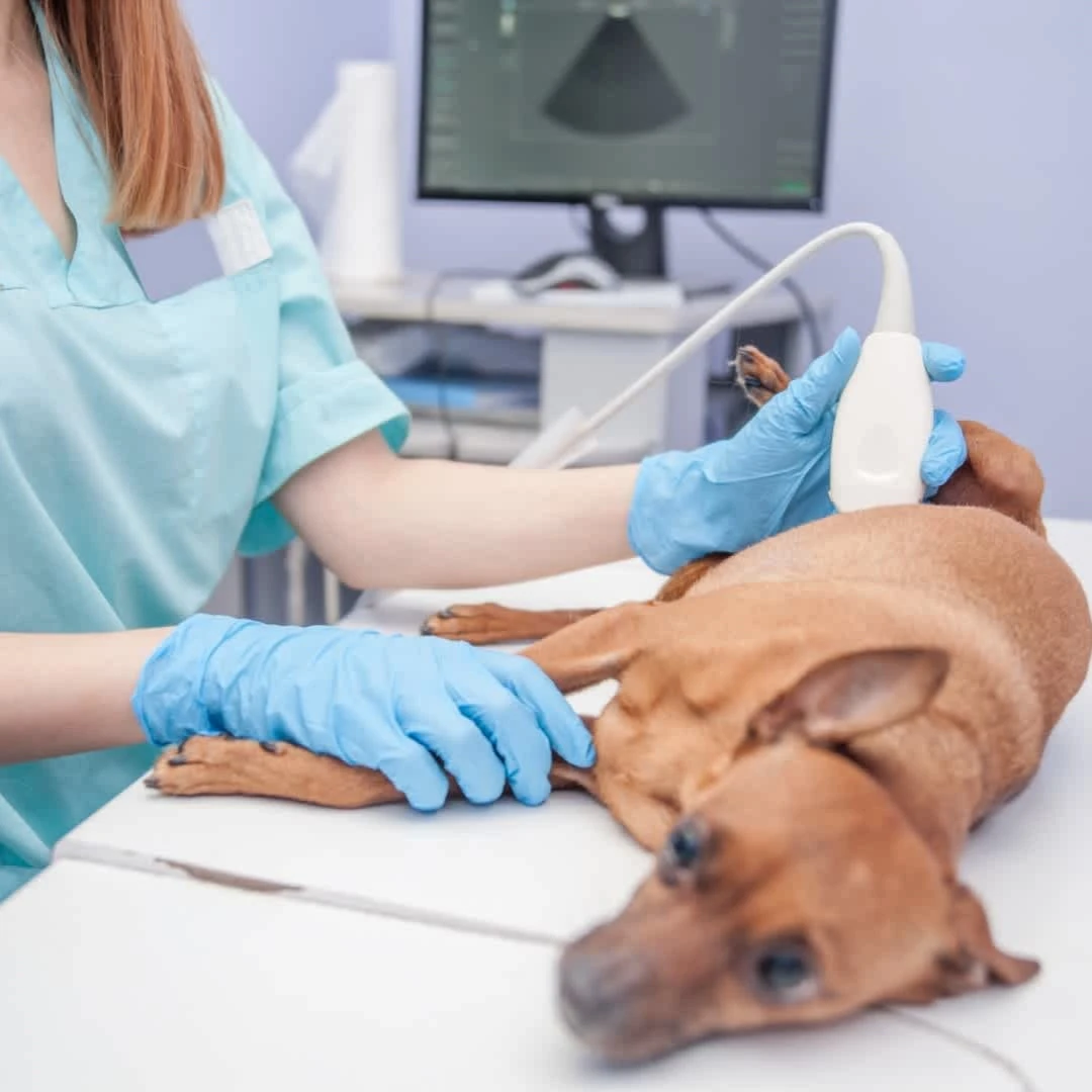 Odontología especializada